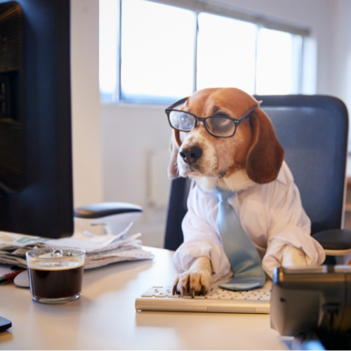 Hund im Büro mit Brille