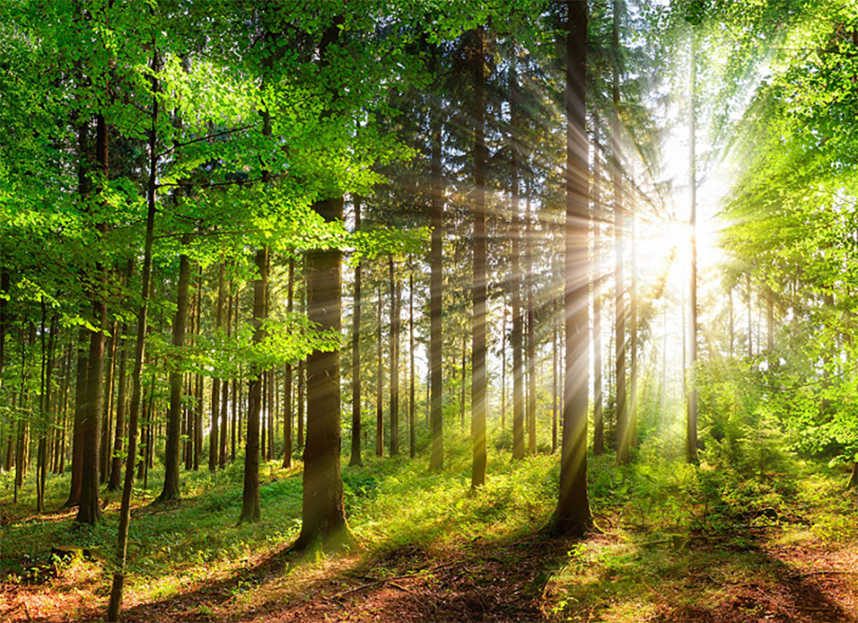 piel-die-technische-grosshandlung-content-nachhaltigkeit-waldlokal